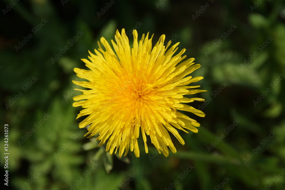 Butterblume-Löwenzahn Butterblume-Löwenzahn
