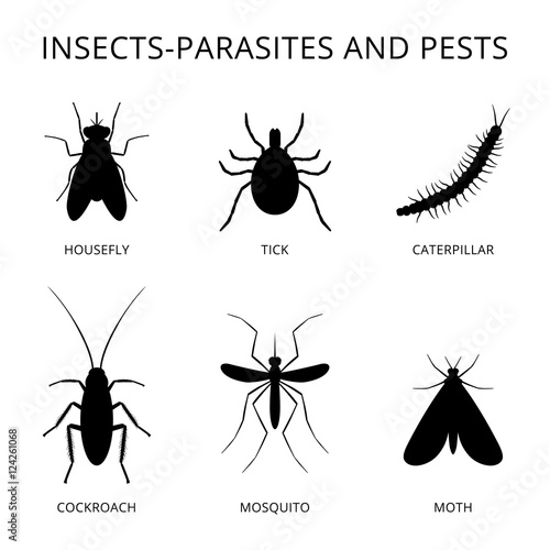 Insects parasites and pests 2