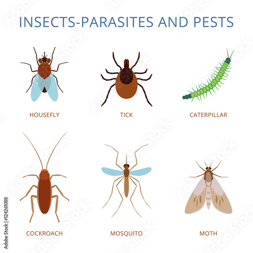 Insects parasites and pests