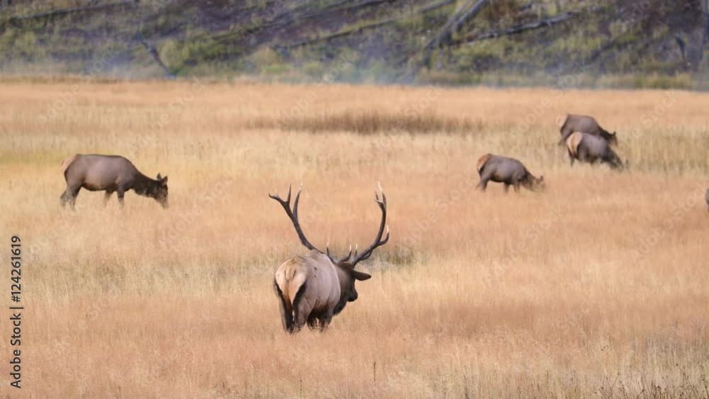 Group of elk grazing in grassy field Group of elk grazing in grassy field
