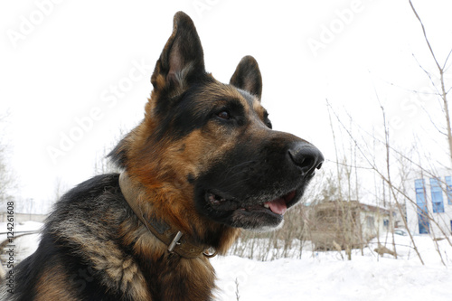 German shepherd dog is guarding an important object