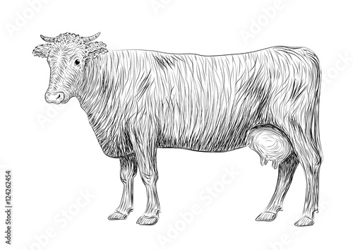 Cow  calf  bull cute muzzle animal mammals living full-length entire. Vector vertical closeup side view outline black sign signboard icon logo sketch illustration in pen isolated on white background