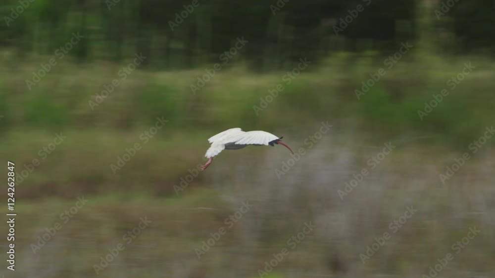 American white ibises in Everglades National Park American white ibises in Everglades National Park
