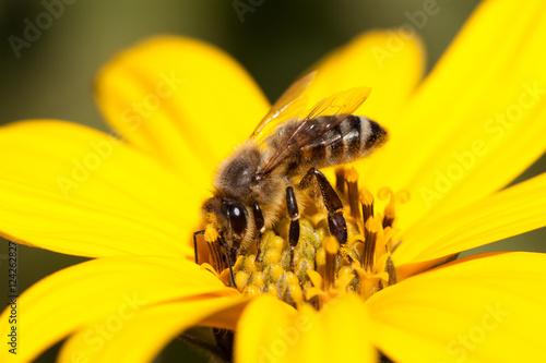 Close-up of bee on yellow flower. © Fotikphoto