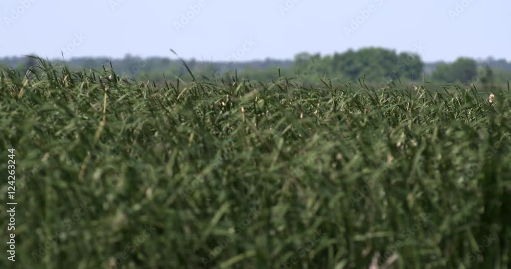 View of grassy field View of grassy field