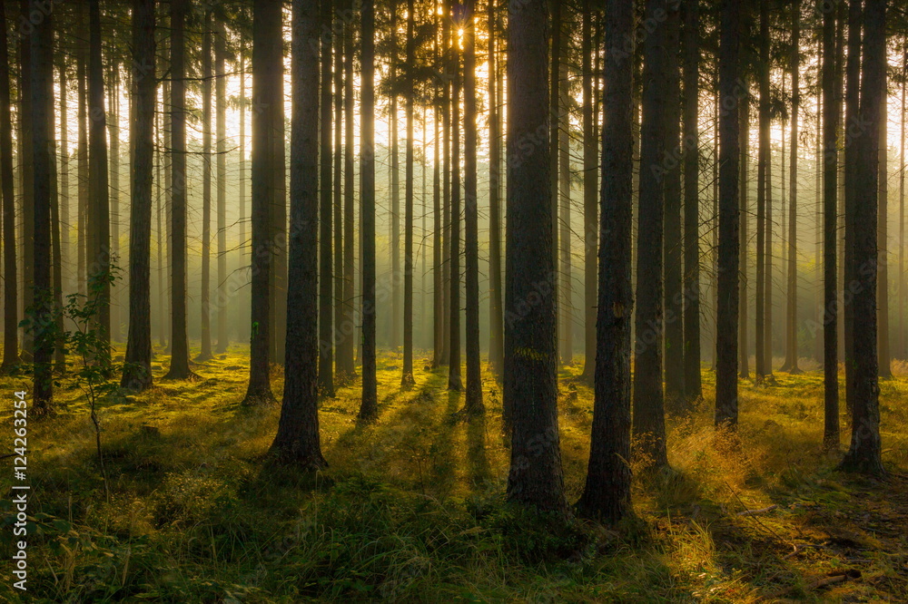 Fototapeta Morning forest