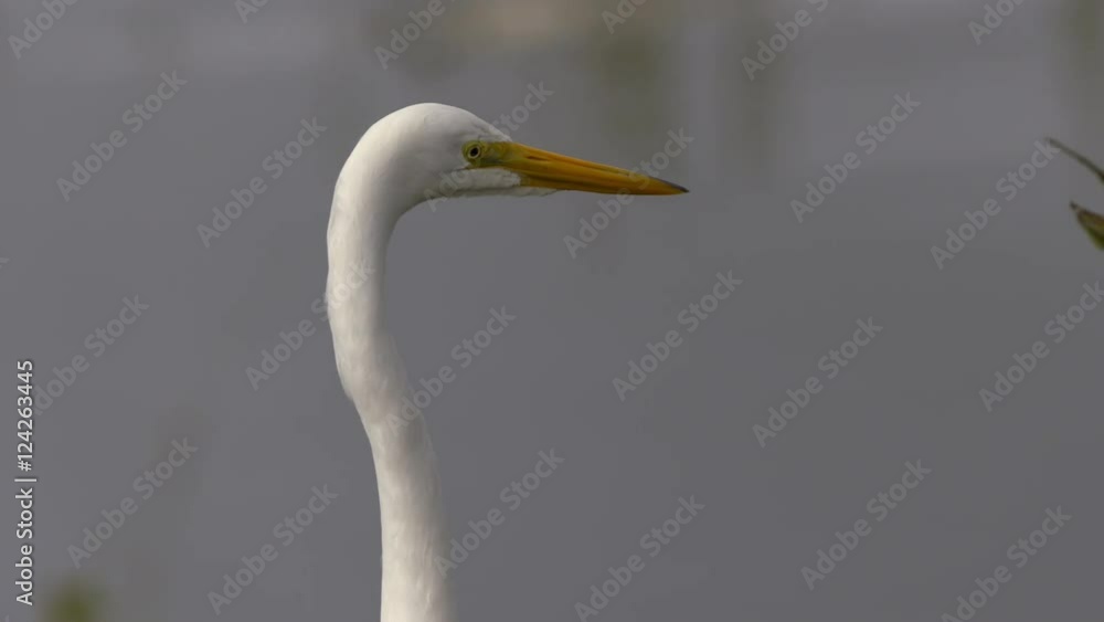 Close up of great white heron Close up of great white heron