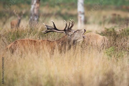 Red Deer  Deers  Cervus elaphus - Rut time.