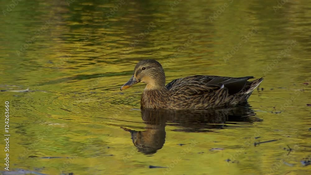 Tracking shot of duck swimming in water Tracking shot of duck swimming in water