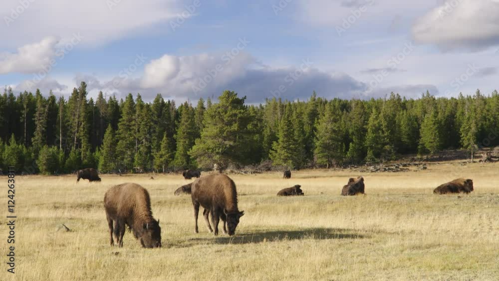 Wide shot of American bison grazing in Yellowstone National Park Wide shot of American bison grazing in Yellowstone National Park