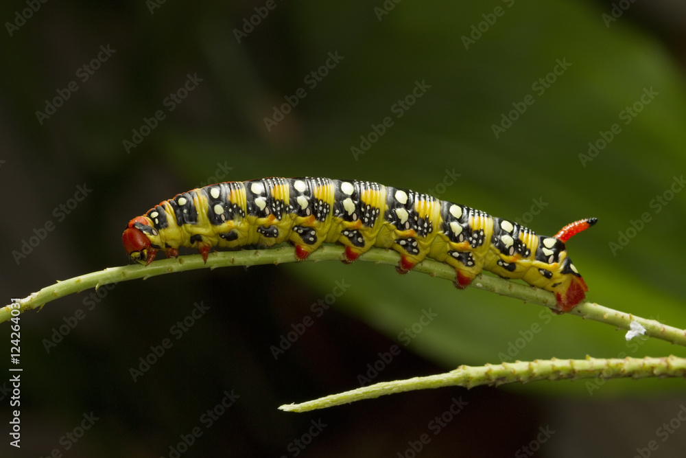 Spurge Hawk moth caterpillar, Hyles euphorbiae
