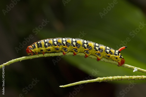 Spurge Hawk moth caterpillar, Hyles euphorbiae © Geza Farkas
