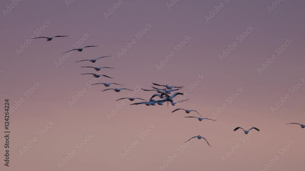 Flock of white heron flying in sky during sunset Flock of white heron flying in sky during sunset