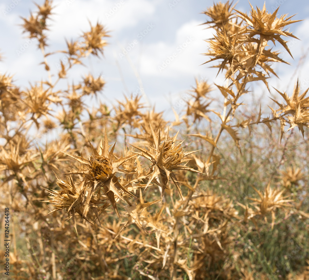 dry prickly grass against the sky dry prickly grass against the sky