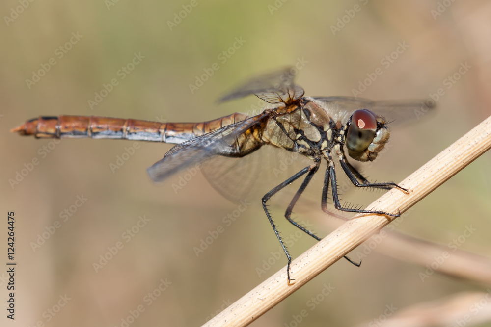 Close-up of a dragonfly Close-up of a dragonfly