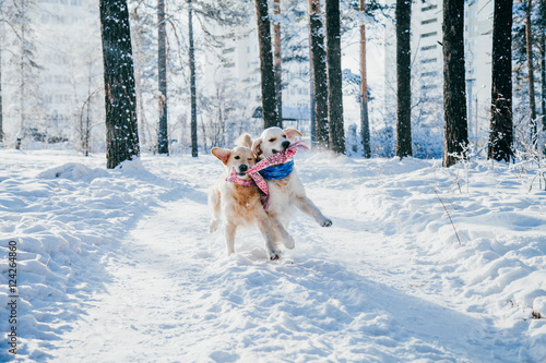 portrait of a dog outdoors in winter. two young golden retriever playing in the snow in the park. Tug toys