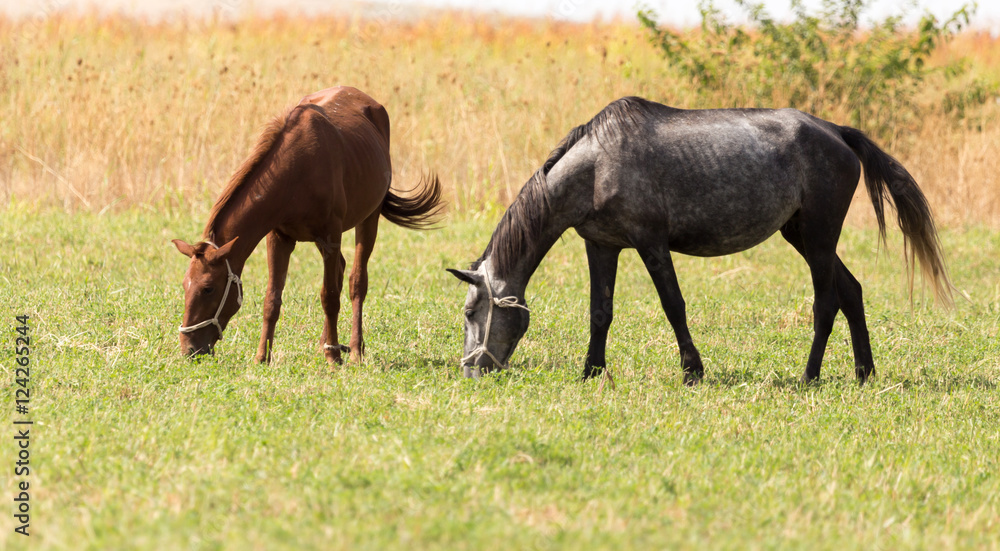 two horses on pasture at nature