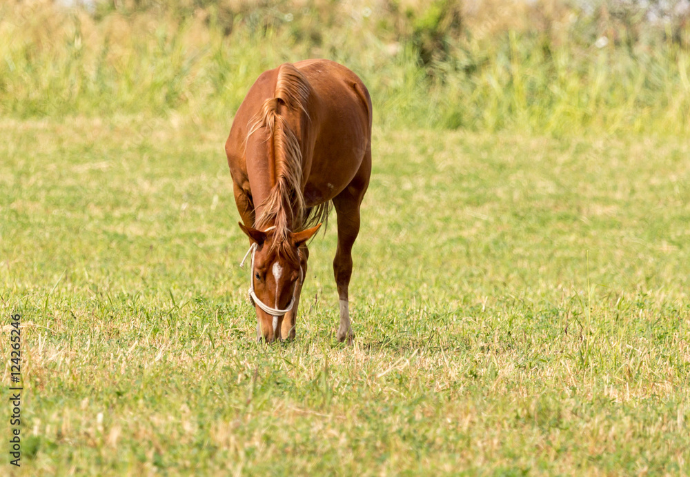 Fototapeta premium a horse in a pasture in nature