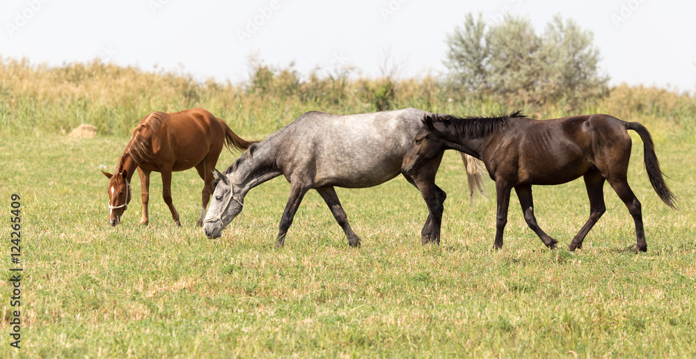 Three horses in a pasture in nature Three horses in a pasture in nature