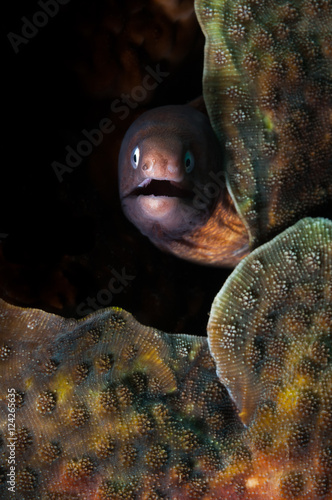 White-eyed Moray Eel photo