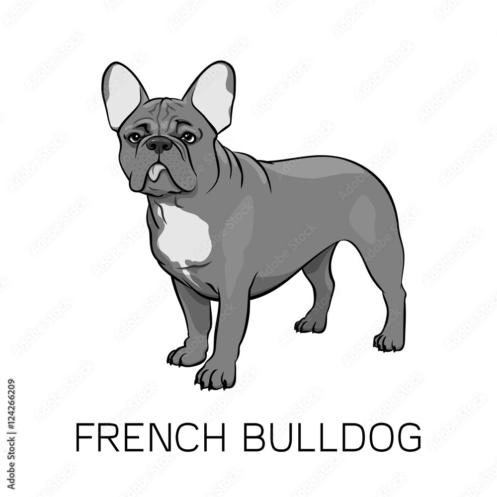 Brown French Bulldog. Tongue hanging out