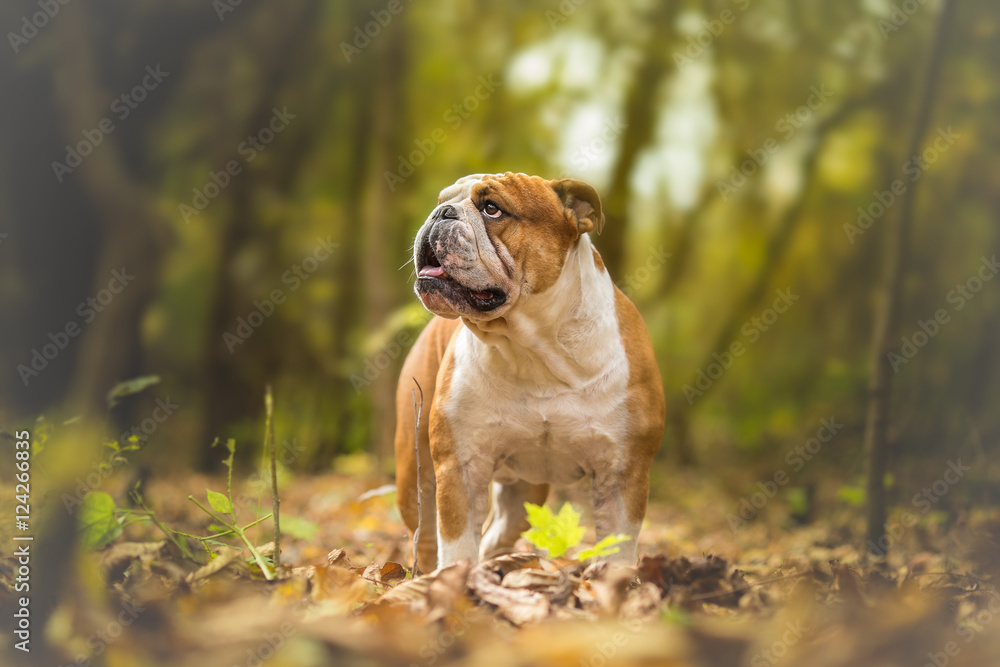 English Bulldog at the forest