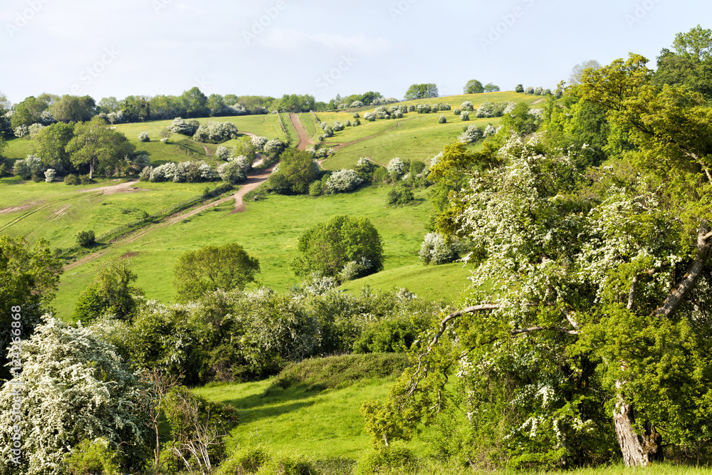 Obraz premium rolling hills of Cotswold rural countryside, white hawthorn trees, buttercups flowering meadows, uphill hiking trail