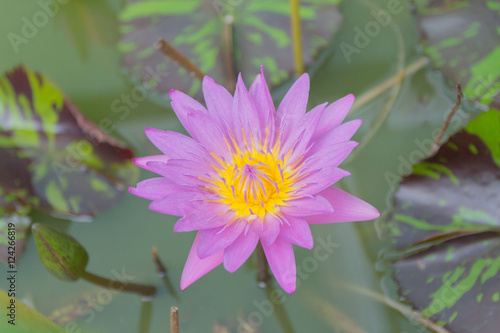 Lotus flower with green lotus leaf blurry background:Close up,se