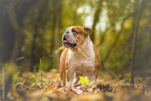 English Bulldog at the forest