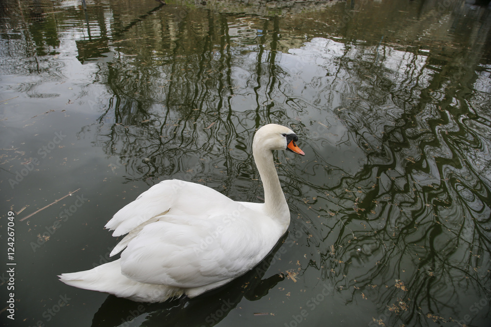 White swan swimming in a lake White swan swimming in a lake