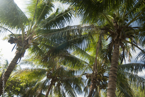 Coconuts and coconut palms