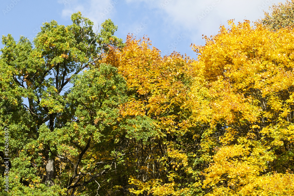 Fototapeta premium Green and yellow trees in autumn. Blue sky.