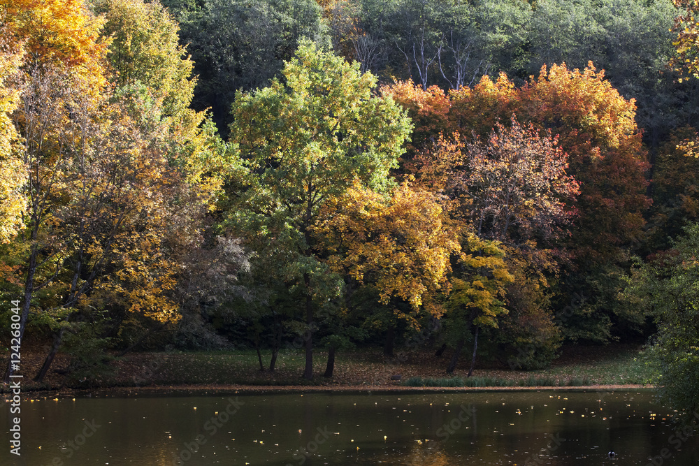 Obraz premium Colorful autumn trees along the lake. Fallen leaves.