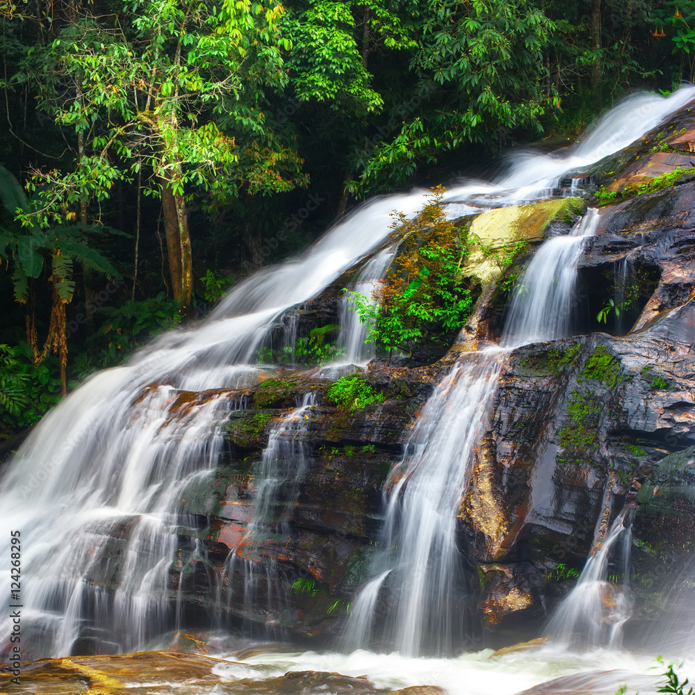 Tropical rain forest landscape with jungle plants and waterfall. Doi Inthanon National park, Chiang Mai province, Thailand