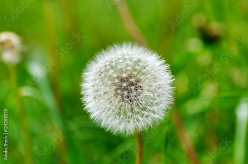 close up of common dandelion at sauerland  germany