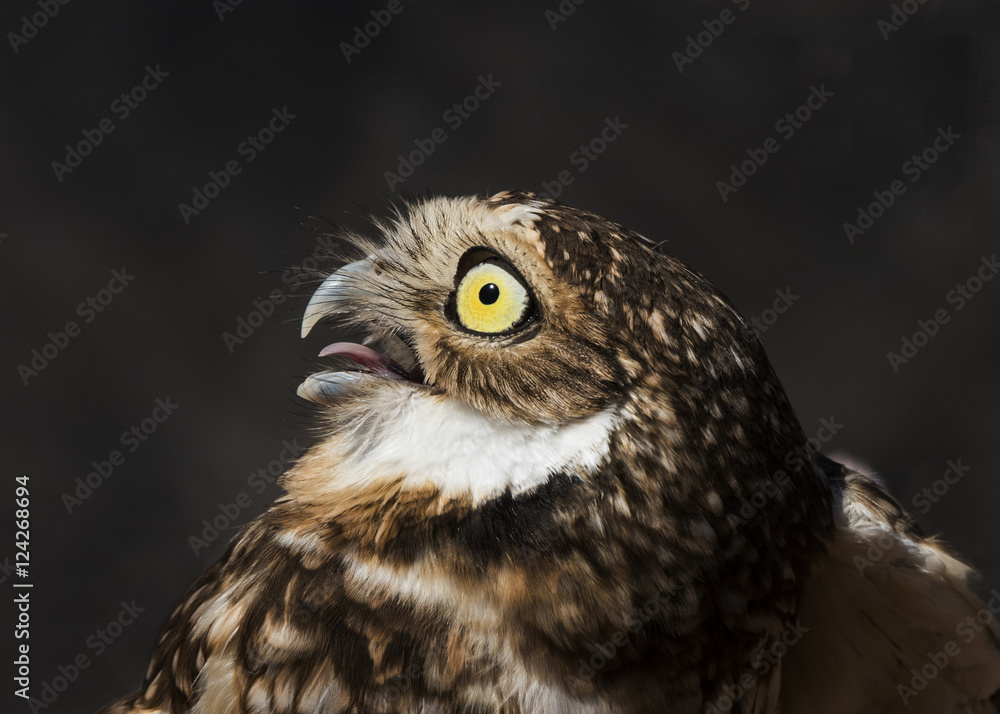 Burrowing Owl (Athene cunicularia) Night Hunter Burrowing Owl (Athene cunicularia) Night Hunter
