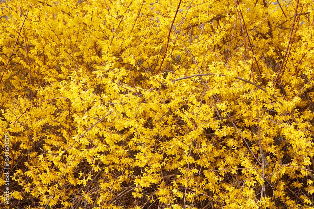 Forsythia, yellow spring flowers texture background