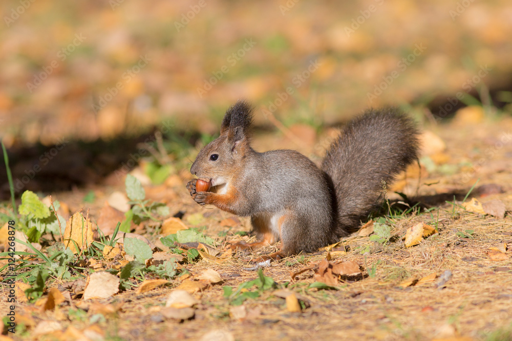 squirrel eating a nut