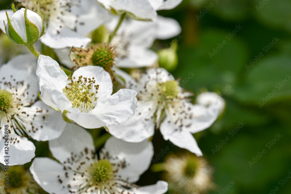 A macro closeup of Raspberry blossom blooming in the spring season. White raspberry flower in fresh green field on a blurred background. Raspberry bush is blooming in summer daylight. A macro closeup of Raspberry blossom blooming in the spring season. White raspberry flower in fresh green field on a blurred background. Raspberry bush is blooming in summer daylight.