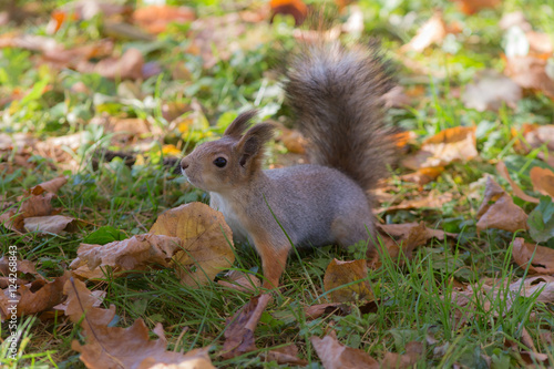 squirrel in autumn closeup