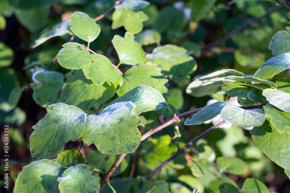 Morning touch of frost on green leaves. Sunny cold morning, snowberry branches with leaves frosted. Selective focus. Morning touch of frost on green leaves. Sunny cold morning, snowberry branches with leaves frosted. Selective focus.