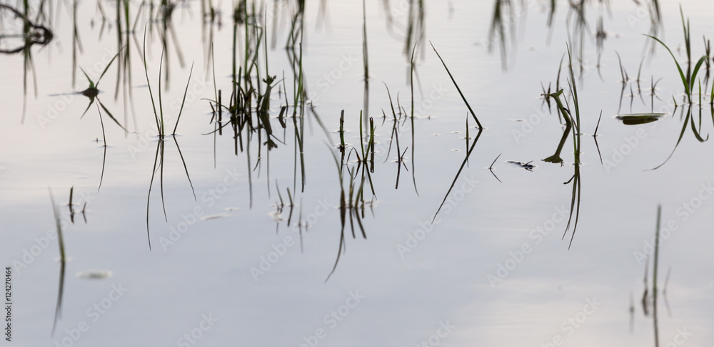 grass in water at sunset grass in water at sunset