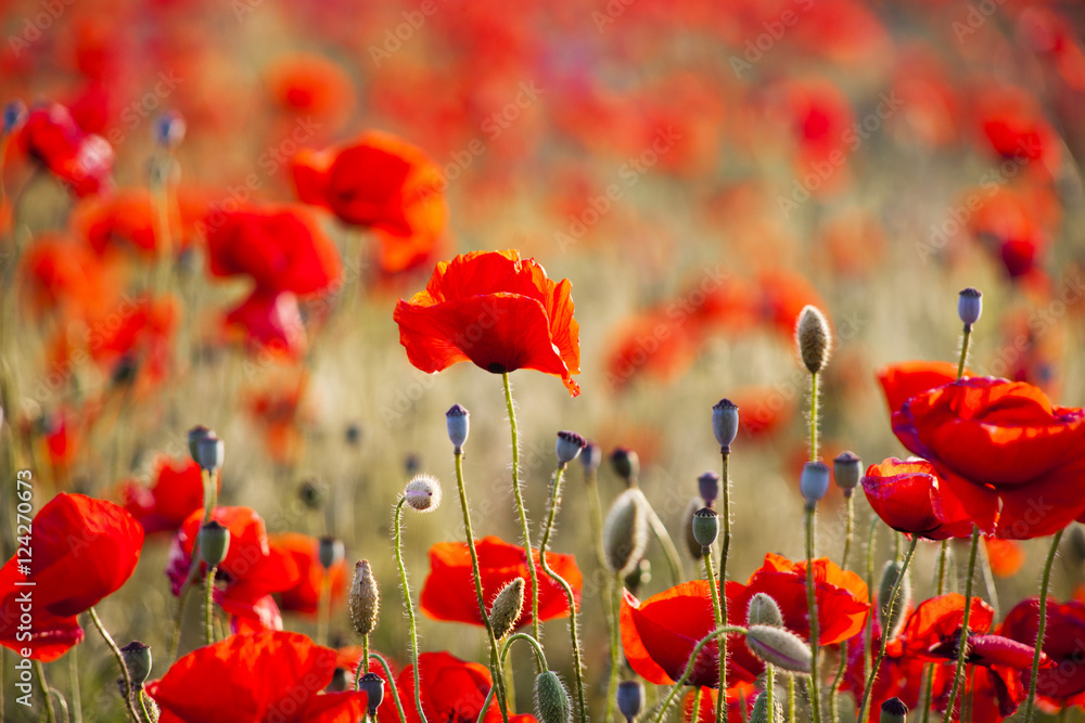 Obraz premium Red poppy field. Floral background