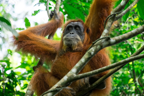 Animals in wild. Orangutan female in tropical rainforest relaxing on tree. Sumatra, Indonesia