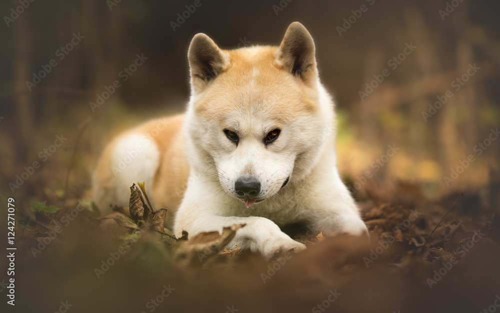 Japnese dog Akita Inu at the forest portrait Japnese dog Akita Inu at the forest portrait