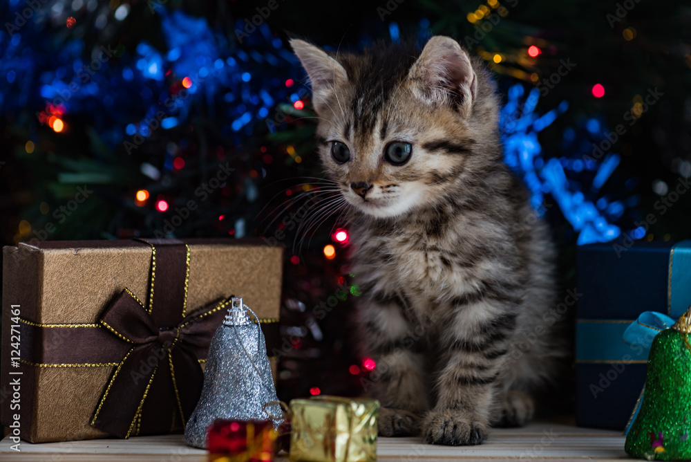 Cute kitten in christmas. Cute kitten in christmas.