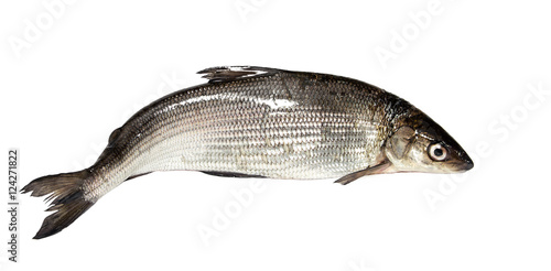 Whitefish on a white background. Crude lake fish photo