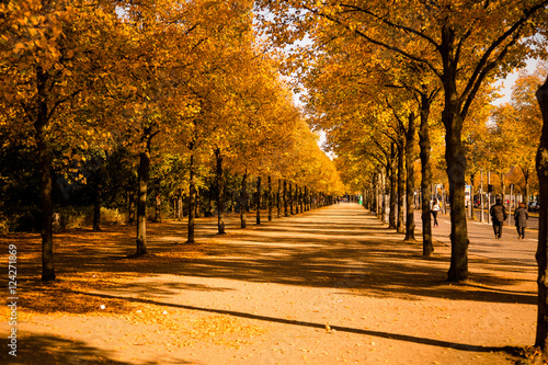 Fall colours in the city photo