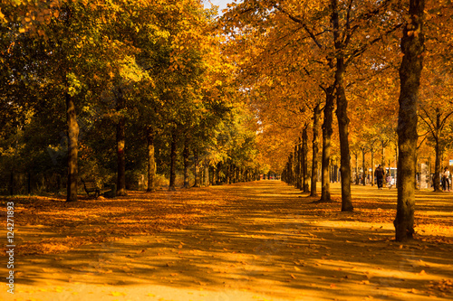 Fall colours in the city photo