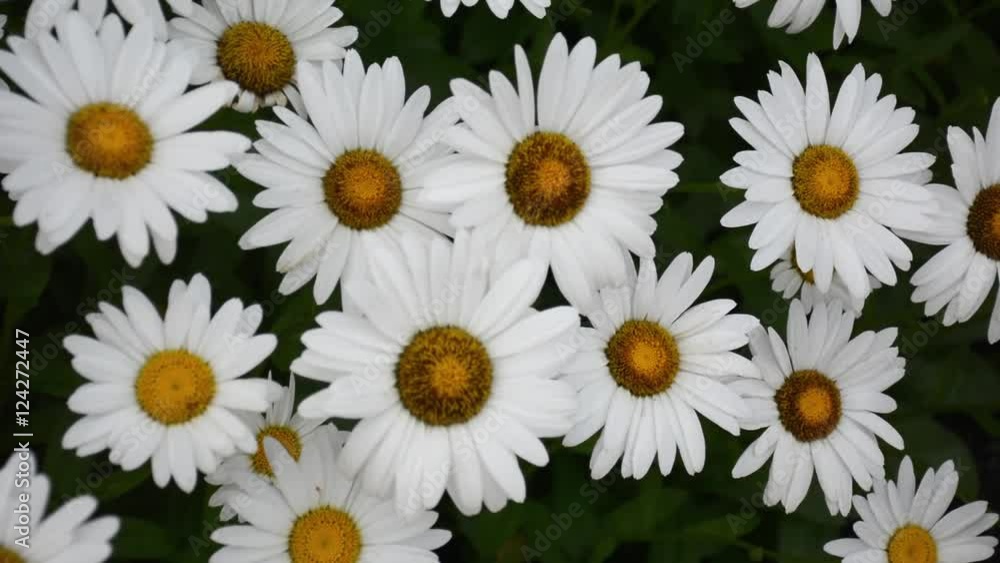Wild daisy flowers, Nature. Wild daisy flowers, Nature.